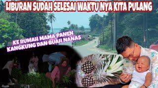 DARI BAHODOPI SINGGAH SAMA MAMA, PANEN KANGKUNG DAN BUAH NANAS YANG MAMA TANAM