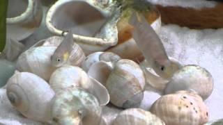 Lamprologus brevis - Tanganyika shell dwellers - Muszlowce.pl