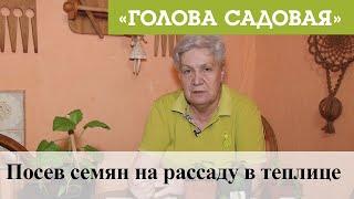 Голова садовая - Посев семян на рассаду в теплице