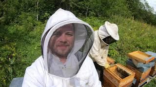 Tout connaitre sur les abeilles, le miel et l'apiculture ! (Reportage complet)