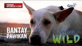 Aso, taga-protekta ng mga pawikan?! | Born to be Wild