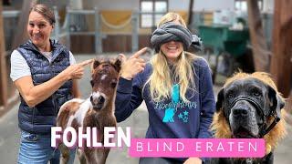 FOHLEN blind ERRATEN  #challenge