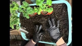 Пересадка полученных черенков пеларгонии. Тонкости первых поливов.