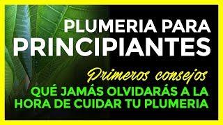 PLUMERIAS (Frangipani) para PRINCIPIANTES - PRIMEROS CUIDADOS 