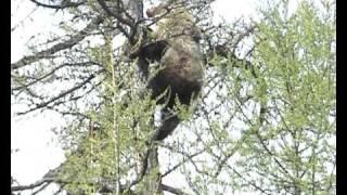 Siberian Brown Bear hunting