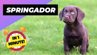 Springador - In 1 Minute!  One Of The Most Beautiful Crossbreed Dogs | 1 Minute Animals