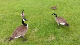 FEEDING MALE + FEMALE MALLARD DUCKS BRING CANADIAN GEESE