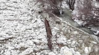 February 1, 2022 Ice Jam Release on Roaring Fork River in Basalt, CO