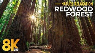 8K Relaxing Redwood Forest in Summer - Largest Trees Immersive Experience with Real Sounds