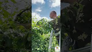 Зачем обрывать волчок? | что такое волчок на деревьях #сад #дача #garden #полезно #садовыйцентр