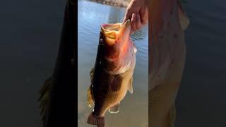 Releasing an absolute giant #shorts #bassfishing