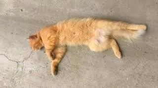 Топовая подборка с котами Забавные кошки и котята Funny cats 404 Funny Moments