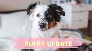 MINI AUSSIE 6 MONTH PUPPY UPDATE | tricks, potty training and more!