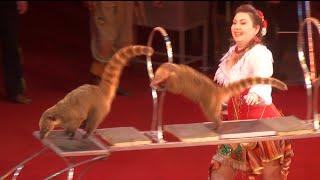 Circus. The show of different animals. Цирк. Шоу разных животных.