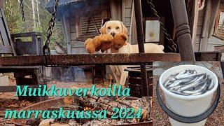 Muikkuverkoilla marraskuussa 2024 | Mökkeilyä ja saunomista | @eramiehenmatkassa