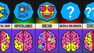 Perbandingan: Bagian-bagian Otak dan Apa Fungsinya!