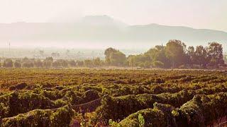 1 HOURS of Birdsong and Wind Whisper - Relaxing Atmosphere of Steppe Flower Fields - 4K