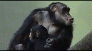 Curious chimpanzees: Cindy's investigation