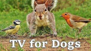 Videos for Dogs To Watch - Dog TV Videos of Birds and Squirrels for Separation Anxiety