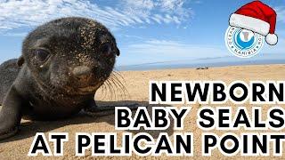 Newborn Baby Seals at Pelican Point - Happy Holidays from the OCN team!