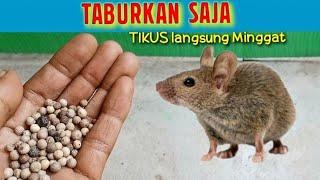 Tikus Rumah pergi selamanya, Cara usir Tikus Rumah dengan bahan alami, in trik