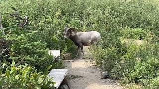 Meeting a Ram on the Grinnell hike; Stories Across America