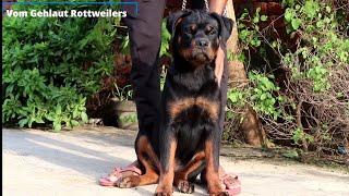 Wanneta of gehlaut|Vom Gehlaut Kennel|International Rottweilers|Part 2