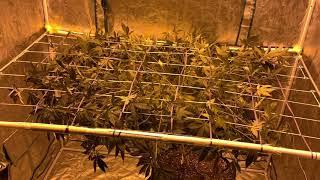 How to setup a scrog  the right way giant blue diesel pt1