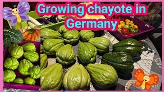 Growing Chayote in Germany || secret tips chayote in 4 Season