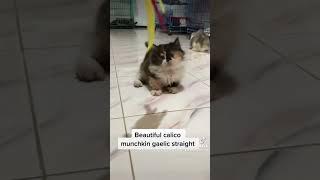 Kucing munchkin gaelic straight hasil kebun sendiri (ADOPTED) #kucingmunchkin#shortvideo#animals#cat