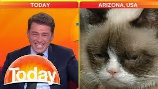 'Look at that cat!': Reporter can't stop laughing at Grumpy Cat | Today Show Australia