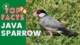 Java Sparrow facts  Java Finch  Java Rice Sparrow   Java Rice Bird