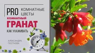 Комнатный гранат - насколько просто за ним ухаживать в домашних условиях