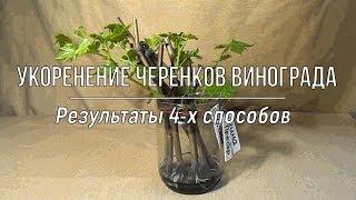 Укоренение черенков винограда_Результаты 4-х способов