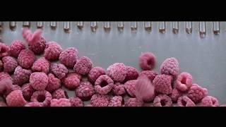 Farm to Table Processing of Organic Frozen Berries