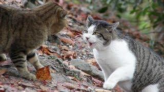 Cat Fight - HD 1080p
