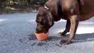 dog gags drinking water