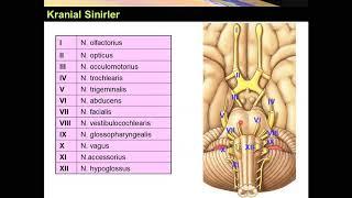 Kranial Sinirler I-VI Yüksel AYDAR