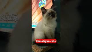 Himalayan cats#shorts