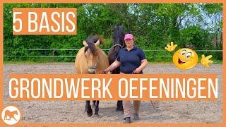 5 basis grondwerk oefeningen die ieder paard moet kennen!