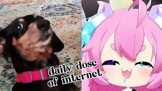 Chibidoki react | Daily dose of internet