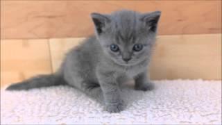 Blue Scottish Fold Kittens With Straight Ears