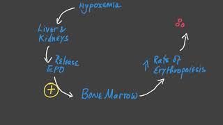 Erythropoiesis