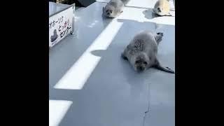 Seal video archive museum: cute seals heading to class in the school of rock 