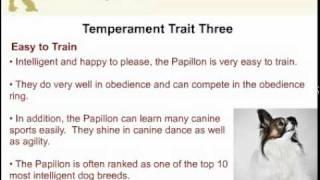 Butterfly Dog - Papillon Temperament