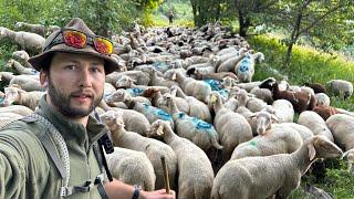 Montée en alpage c’est parti pour 4 mois. Seb-Agri