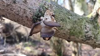 Pilze im Februar / Austernseitling / Judasohr / Samtfußrübling