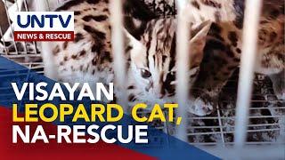 2 Visayan leopard cat, na-rescue sa Negros Occidental