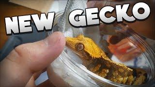 Unboxing My New Tricolor Crested Gecko From Pangea Reptiles!