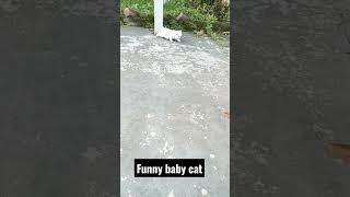 funny baby cat#funnyshorts #babycat #shorts